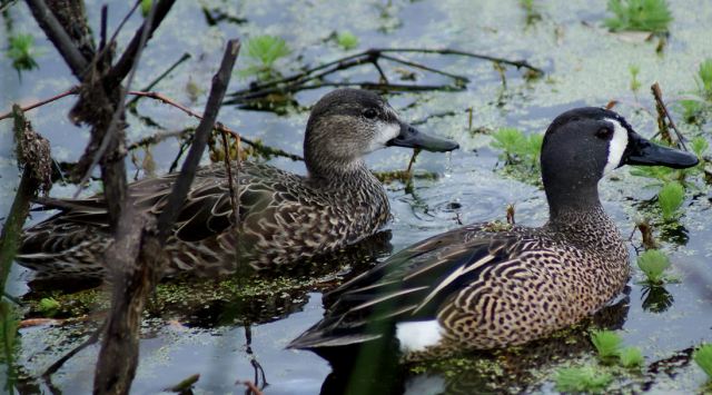 Blue-winged Teal